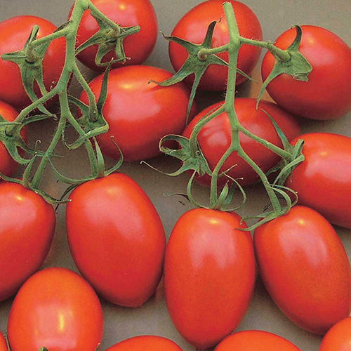 Tomato Sugar Rush (80 Days) - 2374A