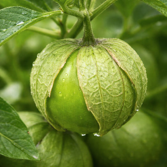 Tomatillo mexicain (70 jours)