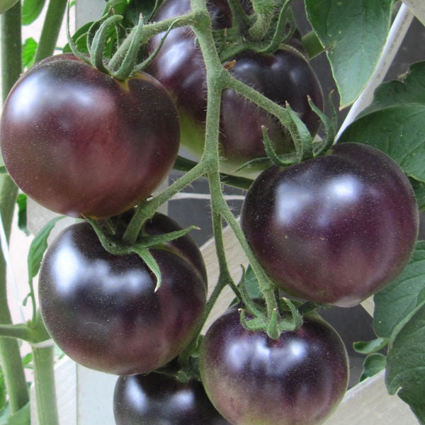 Tomato Black Cherry (80 Days) - 2376A