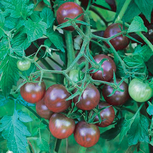 Tomato Black Cherry (80 Days) - 2376A
