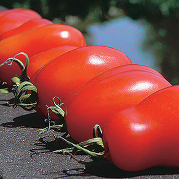 Tomato San Marzano (68 Days) - 2377A