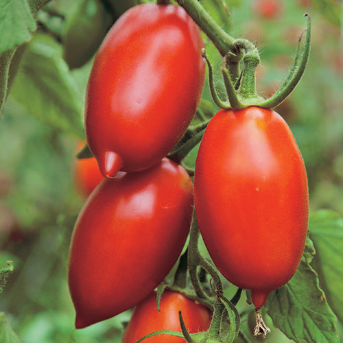 Amish Paste Tomato (83 Days) - 2378A