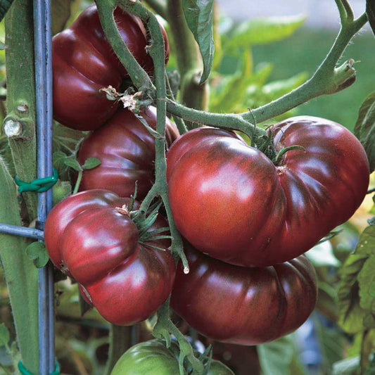 Tomato Black Krim (80 Days) - 2379A