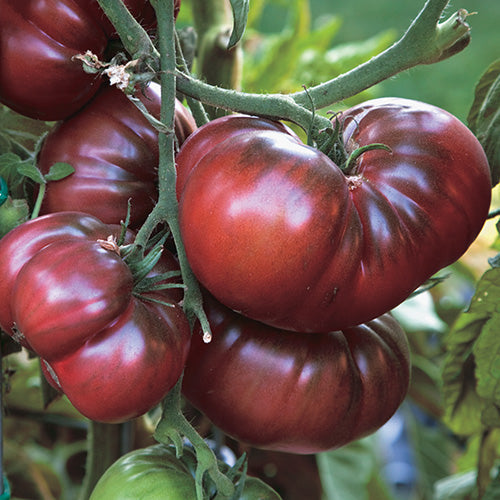 Tomato Black Krim (80 Days)