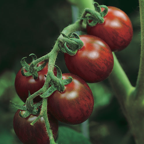 Tomato Choc Sprinkles (60 Days)