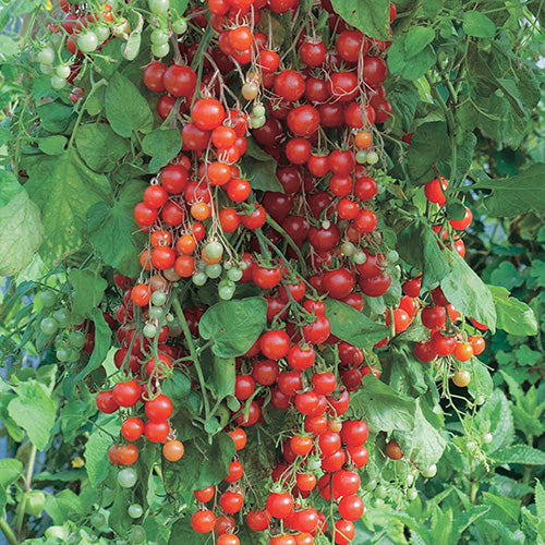 Tomato Candyland Red (60 Days) - 2382A