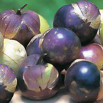 Tomatillo Purple (65 Days) - 2386A