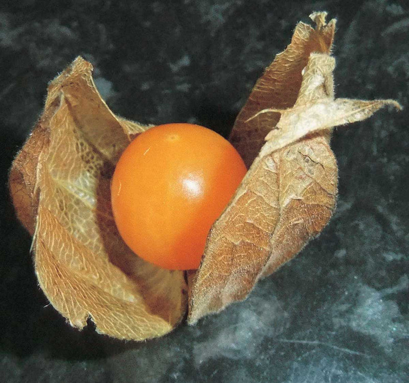 Cape Gooseberry (80 Days) - 2388A