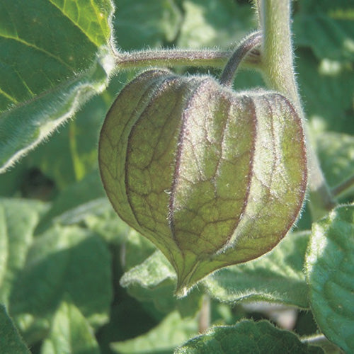 Cape Gooseberry (80 Days) - 2388A