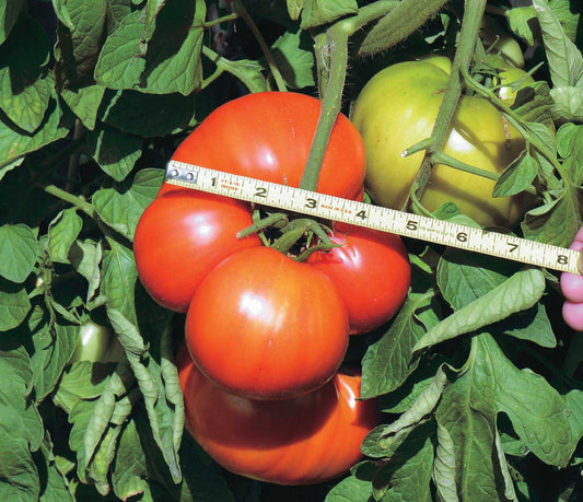 Giant Tomato T & T Monster (100 Days) - 2390A