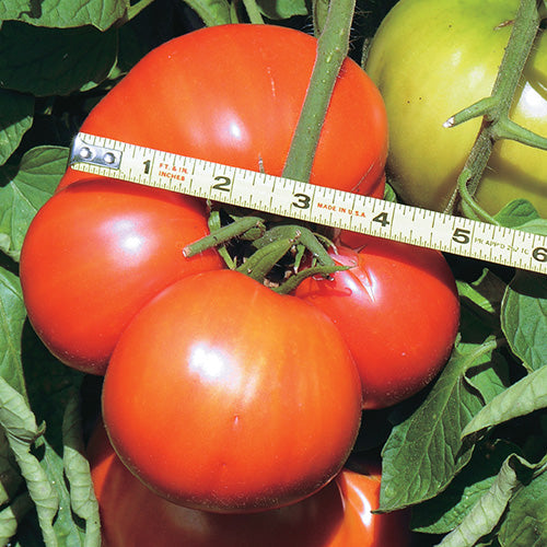 Giant Tomato T & T Monster (100 Days) - 2390A