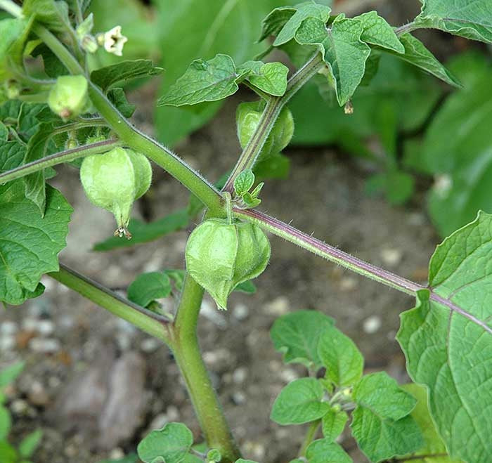 Little Lanterns Cherry (70 Days) - 2391A