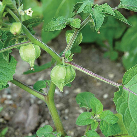 Little Lanterns Cherry (70 Days) - 2391A