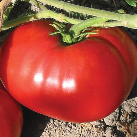 Tomato Delicious (77 Days) - 2392A