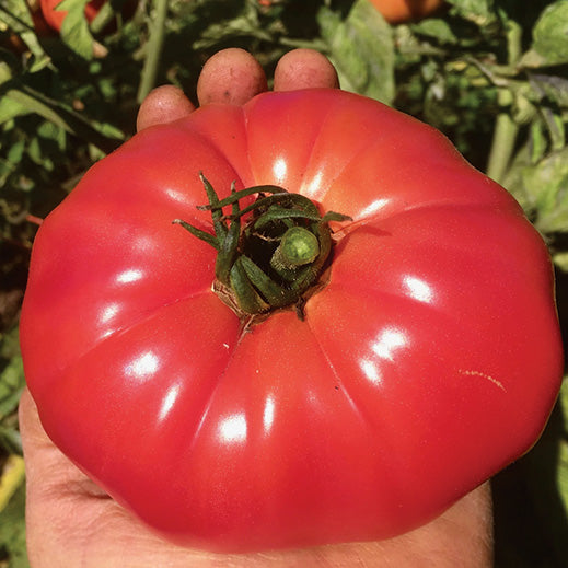 Pruden's Purple (72 Days) - 2393A