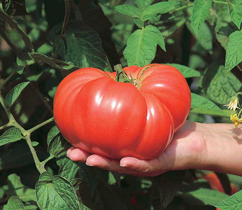 Giant Tomato Brandywine (95 Days) - 2394A
