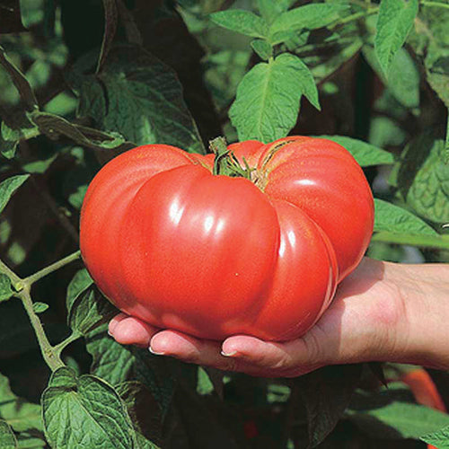 Giant Tomato Brandywine (95 Days) - 2394A
