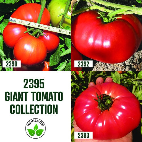 Tomato Giant Collection / 3 packets - 2395A