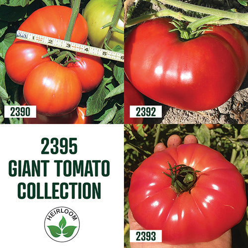 Tomato Giant Collection / 3 packets - 2395A