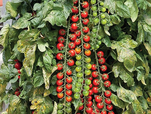 Tomato Rapunzel (70 Days) - 2400A