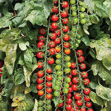 Tomato Rapunzel (70 Days) - 2400A