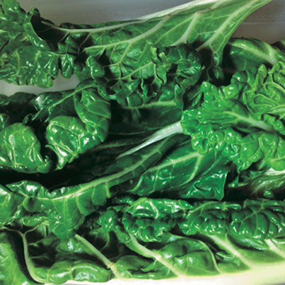 Swiss Chard Perpetual