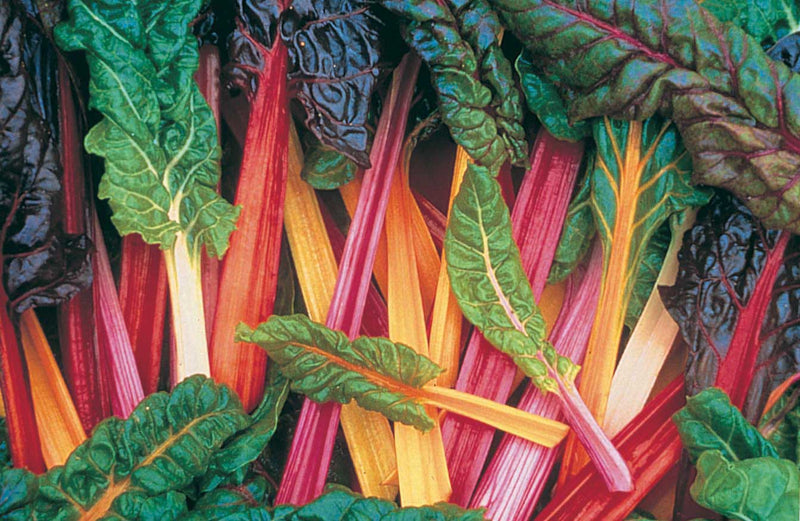 Swiss Chard Bright Lights (40 Days) - 245A