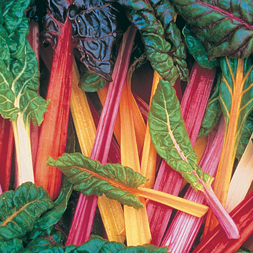 Swiss Chard Bright Lights (40 Days) - 245A