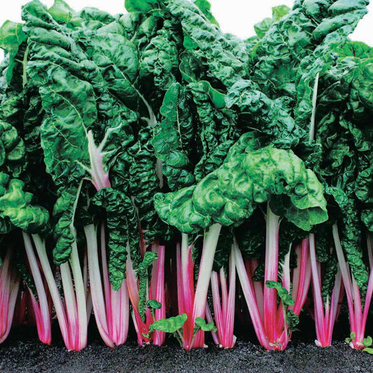 Swiss Chard PMint (58 Days) - 248A