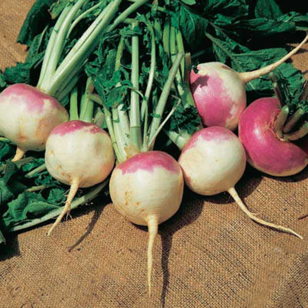 Turnip Royal Crown (55 Days) - 2505A