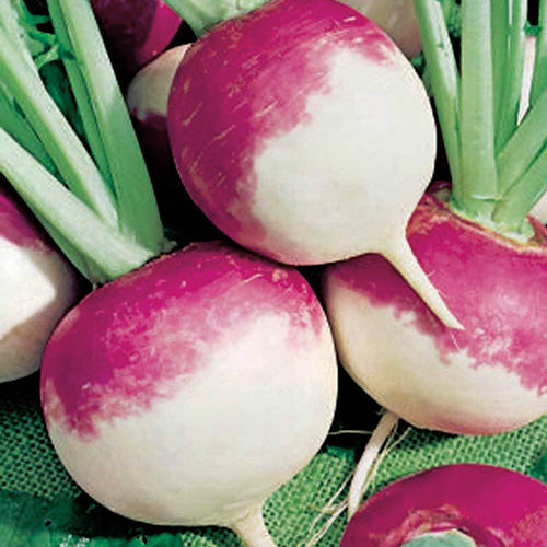 Turnip Royal Crown (55 Days) - 2505A