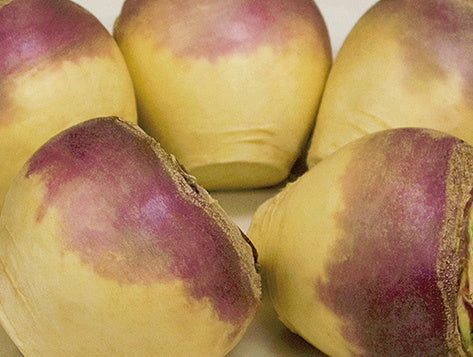 Rutabaga Laurentian (90 Days) - 2520A