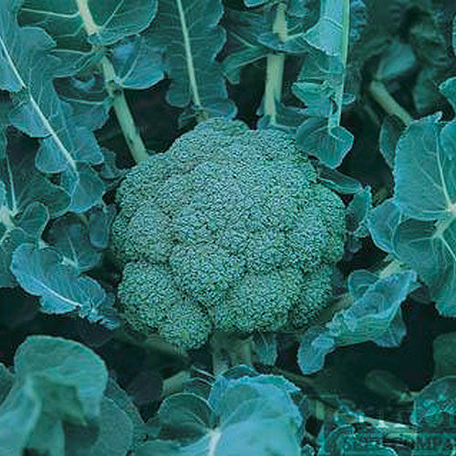 Broccoli Blue Wind Hybrid (49 Days) - 260A