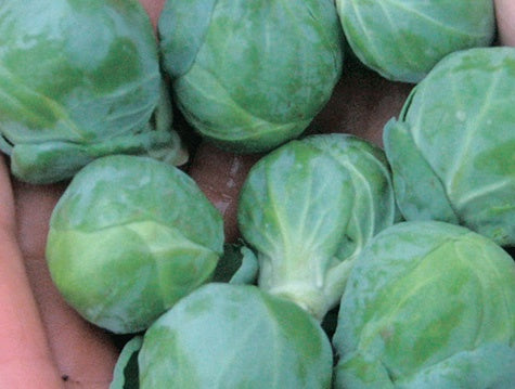 Brussels Sprouts Hestia (90 Days) - 280A