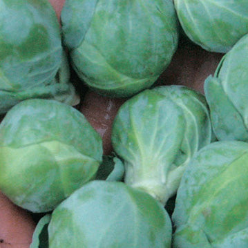 Brussels Sprouts Hestia (90 Days) - 280A