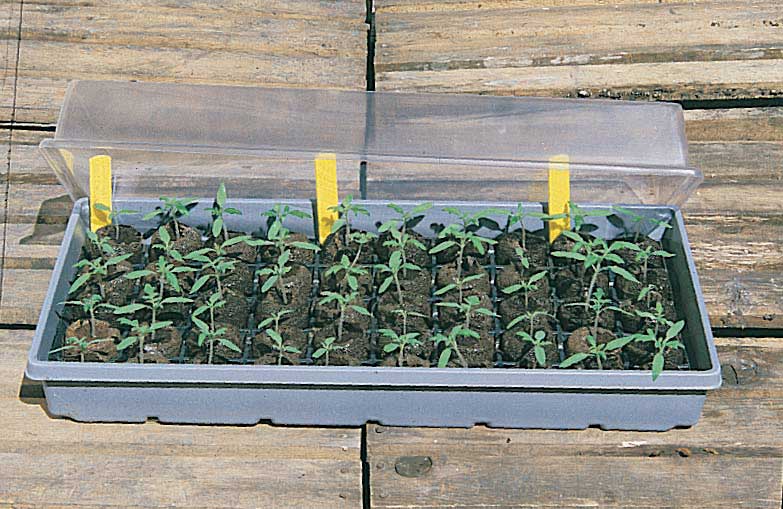 T & T Starter Kit - 3004