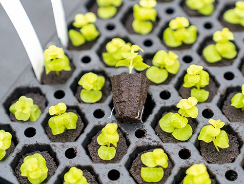 Jiffy 7 Organic - 3009A