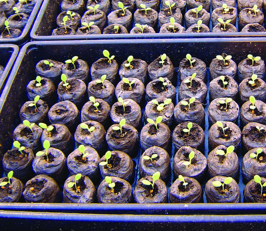 72 Cell Plug Trays - 3008A