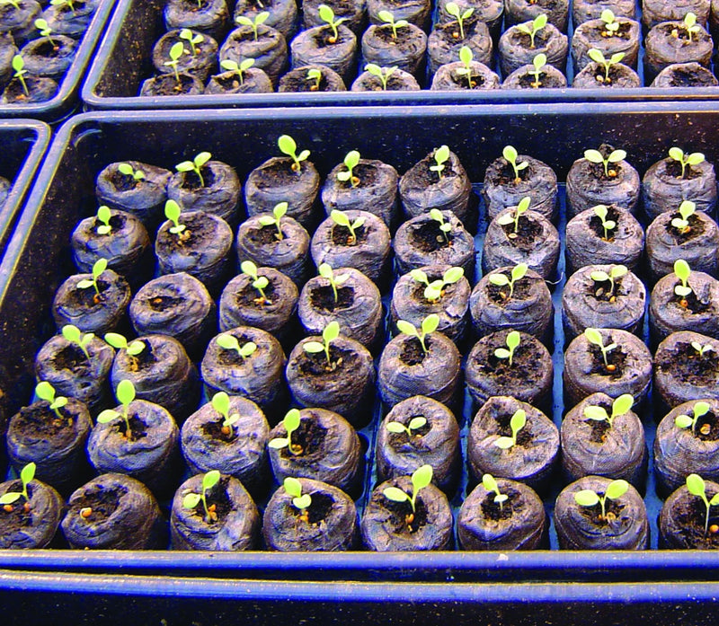 72 Cell Plug Trays - 3008A