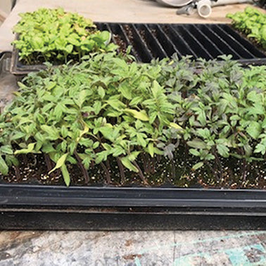 Germination Tray 1.2" Deep no holes - 3038A