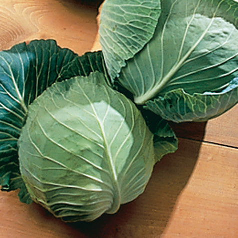 Cabbage Golden Cross (40 Days)