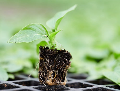 T&T Super-Plugs with Tray - 3040A