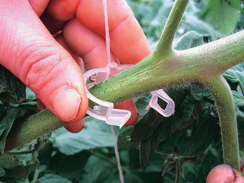 Tomato Clips - 3387A