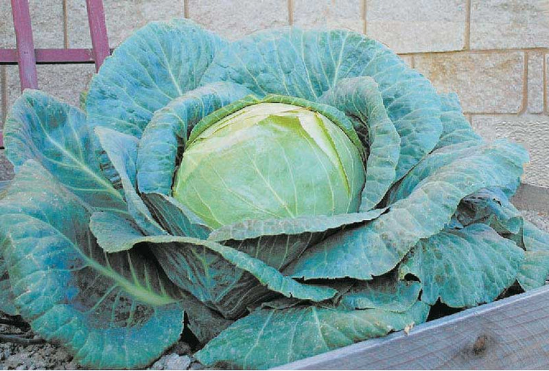 Cabbage O.S. Cross (100 Days) - 355A