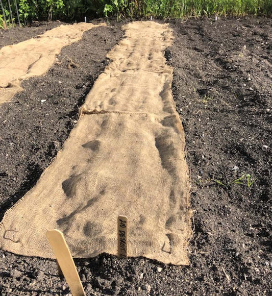 Burlap Seed Starter Kit - 3550A