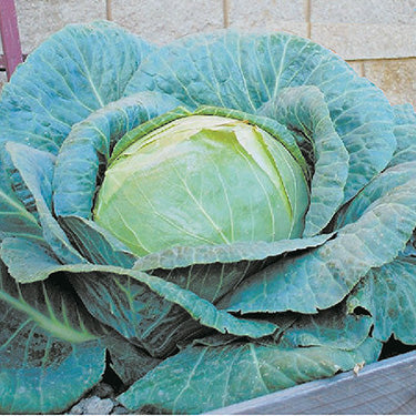 Cabbage O.S. Cross (100 Days) - 355A