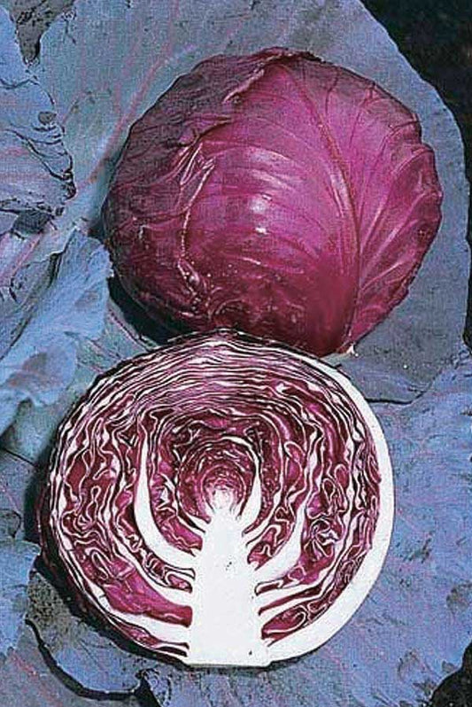 Cabbage Red Jewel (75 Days) - 357A