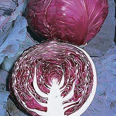 Cabbage Red Jewel (75 Days) - 357A