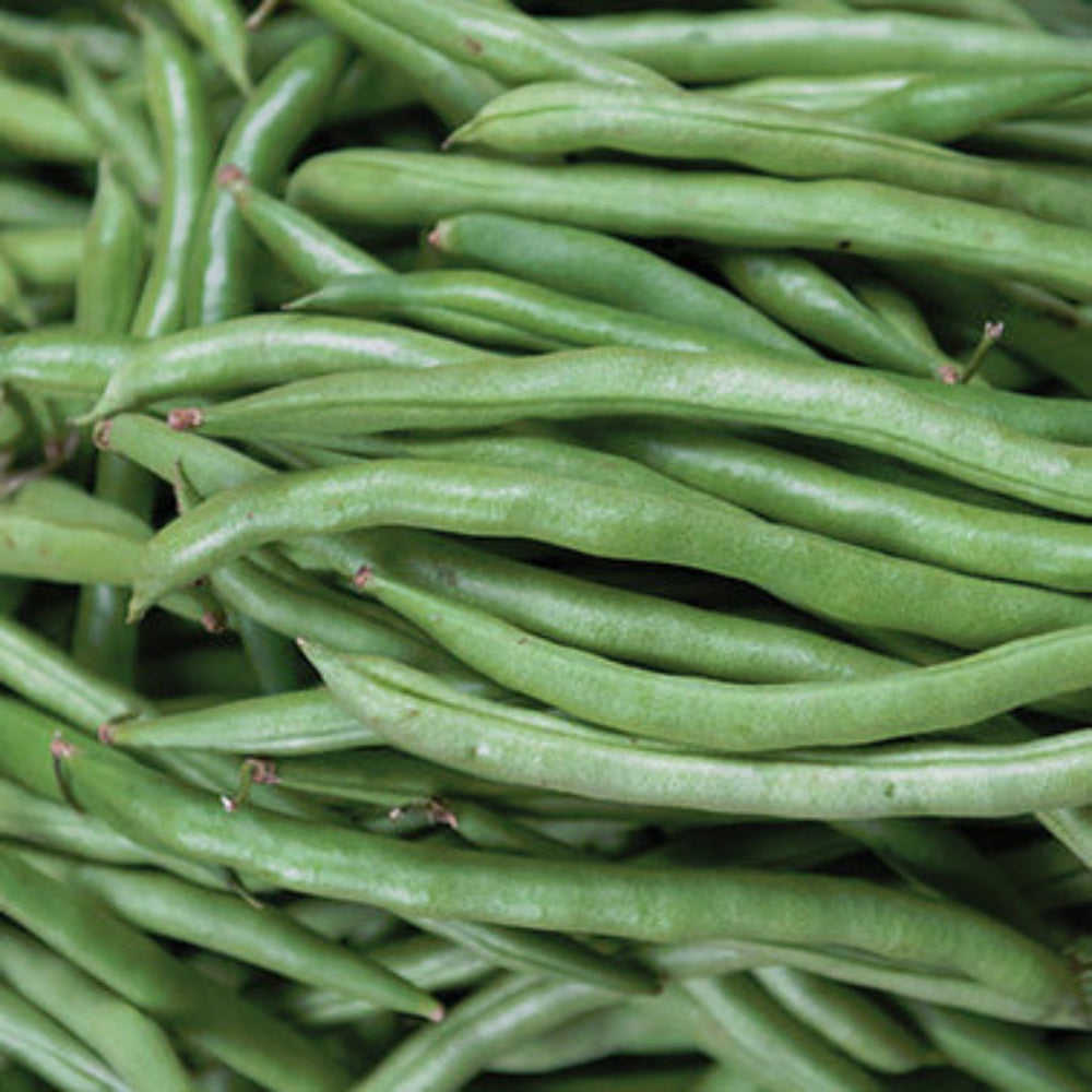 Bean Sassy (57 Days) - 35A