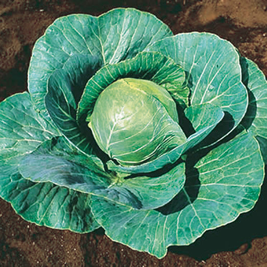 Cabbage Storage #4 (90 Days) - 360A